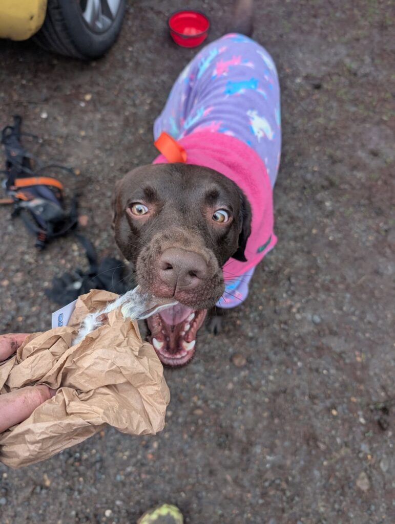 Irchy Park Canicross 2026